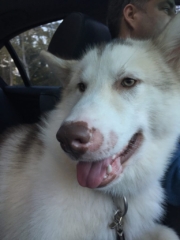 Atka-in-car-1