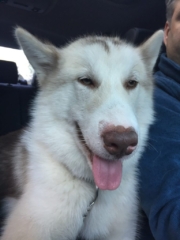 Atka-in-car-2