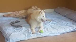 Atka-1-year-5-months-on-the-farm-13