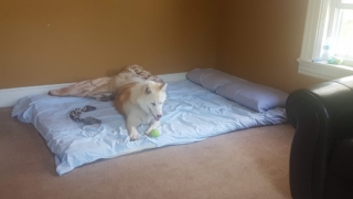 Atka-1-year-5-months-on-the-farm-14