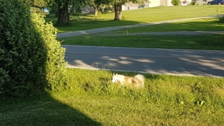 Atka-1-year-5-months-on-the-farm-21