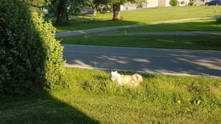 Atka-1-year-5-months-on-the-farm-22