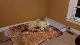 Atka-1-year-5-months-on-the-farm-26