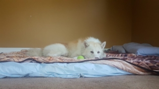 Atka-1-year-5-months-on-the-farm-29