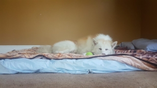 Atka-1-year-5-months-on-the-farm-30