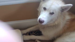 Atka-1-year-5-months-on-the-farm-35