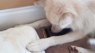 Atka-1-year-5-months-on-the-farm-37