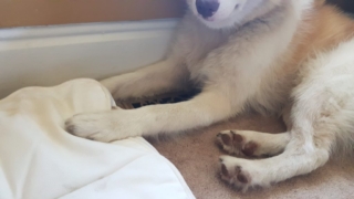 Atka-1-year-5-months-on-the-farm-38