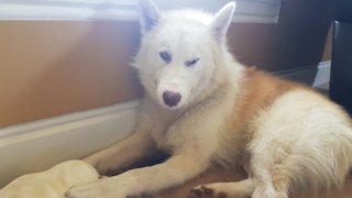 Atka-1-year-5-months-on-the-farm-39