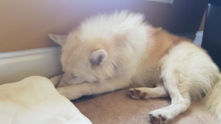 Atka-1-year-5-months-on-the-farm-40